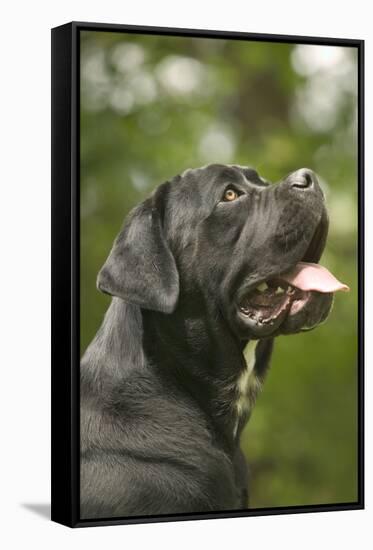 Cane Corso, Italian Mastiff Side View of Head-null-Framed Stretched Canvas