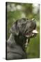 Cane Corso, Italian Mastiff Side View of Head-null-Stretched Canvas