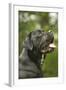 Cane Corso, Italian Mastiff Side View of Head-null-Framed Photographic Print