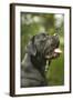 Cane Corso, Italian Mastiff Side View of Head-null-Framed Photographic Print