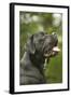 Cane Corso, Italian Mastiff Side View of Head-null-Framed Photographic Print