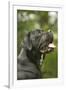 Cane Corso, Italian Mastiff Side View of Head-null-Framed Photographic Print