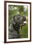 Cane Corso, Italian Mastiff Side View of Head-null-Framed Photographic Print