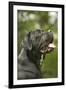 Cane Corso, Italian Mastiff Side View of Head-null-Framed Photographic Print