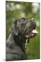 Cane Corso, Italian Mastiff Side View of Head-null-Mounted Photographic Print