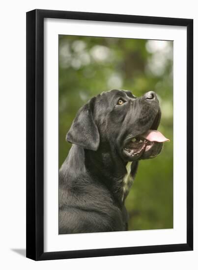 Cane Corso, Italian Mastiff Side View of Head-null-Framed Photographic Print