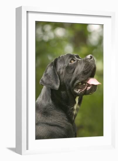 Cane Corso, Italian Mastiff Side View of Head-null-Framed Photographic Print