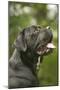 Cane Corso, Italian Mastiff Side View of Head-null-Mounted Photographic Print