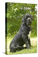 Cane Corso, Italian Mastiff-null-Stretched Canvas