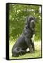 Cane Corso, Italian Mastiff-null-Framed Stretched Canvas