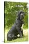 Cane Corso, Italian Mastiff-null-Stretched Canvas