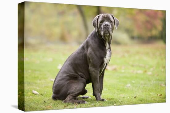 Cane Corso, Italian Mastiff-null-Stretched Canvas