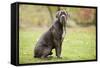 Cane Corso, Italian Mastiff-null-Framed Stretched Canvas