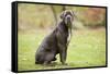 Cane Corso, Italian Mastiff-null-Framed Stretched Canvas