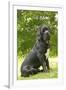 Cane Corso, Italian Mastiff-null-Framed Photographic Print