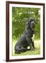 Cane Corso, Italian Mastiff-null-Framed Photographic Print