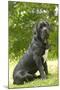 Cane Corso, Italian Mastiff-null-Mounted Photographic Print