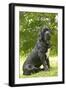 Cane Corso, Italian Mastiff-null-Framed Photographic Print