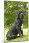 Cane Corso, Italian Mastiff-null-Mounted Photographic Print