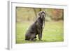 Cane Corso, Italian Mastiff-null-Framed Photographic Print