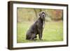 Cane Corso, Italian Mastiff-null-Framed Photographic Print