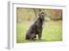 Cane Corso, Italian Mastiff-null-Framed Photographic Print