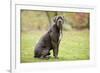 Cane Corso, Italian Mastiff-null-Framed Photographic Print