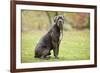 Cane Corso, Italian Mastiff-null-Framed Photographic Print