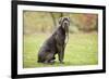 Cane Corso, Italian Mastiff-null-Framed Photographic Print