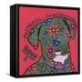 Cane Corso (Italian Mastiff)-Denny Driver-Framed Stretched Canvas