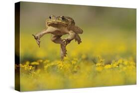 Cane Toad - Marine Toad - Giant Toad (Bufo Marinus) Adult Jumping-Rolf Nussbaumer-Stretched Canvas