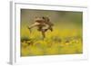 Cane Toad - Marine Toad - Giant Toad (Bufo Marinus) Adult Jumping-Rolf Nussbaumer-Framed Photographic Print