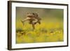 Cane Toad - Marine Toad - Giant Toad (Bufo Marinus) Adult Jumping-Rolf Nussbaumer-Framed Photographic Print