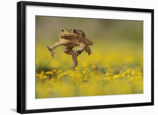 Cane Toad - Marine Toad - Giant Toad (Bufo Marinus) Adult Jumping-Rolf Nussbaumer-Framed Photographic Print