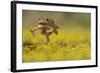 Cane Toad - Marine Toad - Giant Toad (Bufo Marinus) Adult Jumping-Rolf Nussbaumer-Framed Photographic Print