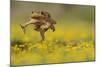 Cane Toad - Marine Toad - Giant Toad (Bufo Marinus) Adult Jumping-Rolf Nussbaumer-Mounted Photographic Print