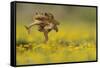 Cane Toad - Marine Toad - Giant Toad (Bufo Marinus) Adult Jumping-Rolf Nussbaumer-Framed Stretched Canvas