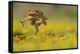 Cane Toad - Marine Toad - Giant Toad (Bufo Marinus) Adult Jumping-Rolf Nussbaumer-Framed Stretched Canvas