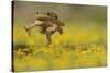 Cane Toad - Marine Toad - Giant Toad (Bufo Marinus) Adult Jumping-Rolf Nussbaumer-Stretched Canvas