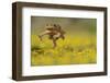 Cane Toad - Marine Toad - Giant Toad (Bufo Marinus) Adult Jumping-Rolf Nussbaumer-Framed Photographic Print