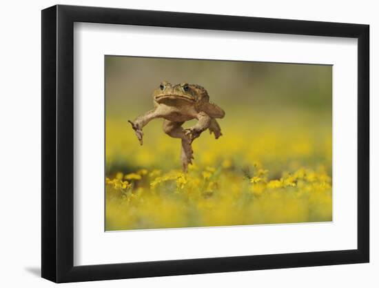 Cane Toad - Marine Toad - Giant Toad (Bufo Marinus) Adult Jumping-Rolf Nussbaumer-Framed Photographic Print