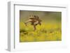 Cane Toad - Marine Toad - Giant Toad (Bufo Marinus) Adult Jumping-Rolf Nussbaumer-Framed Photographic Print