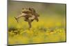 Cane Toad - Marine Toad - Giant Toad (Bufo Marinus) Adult Jumping-Rolf Nussbaumer-Mounted Photographic Print
