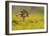 Cane Toad - Marine Toad - Giant Toad (Bufo Marinus) Adult Jumping-Rolf Nussbaumer-Framed Photographic Print