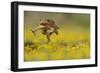 Cane Toad - Marine Toad - Giant Toad (Bufo Marinus) Adult Jumping-Rolf Nussbaumer-Framed Photographic Print