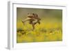 Cane Toad - Marine Toad - Giant Toad (Bufo Marinus) Adult Jumping-Rolf Nussbaumer-Framed Photographic Print