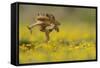 Cane Toad - Marine Toad - Giant Toad (Bufo Marinus) Adult Jumping-Rolf Nussbaumer-Framed Stretched Canvas