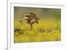 Cane Toad - Marine Toad - Giant Toad (Bufo Marinus) Adult Jumping-Rolf Nussbaumer-Framed Photographic Print