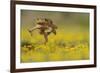 Cane Toad - Marine Toad - Giant Toad (Bufo Marinus) Adult Jumping-Rolf Nussbaumer-Framed Photographic Print