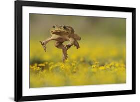 Cane Toad - Marine Toad - Giant Toad (Bufo Marinus) Adult Jumping-Rolf Nussbaumer-Framed Photographic Print